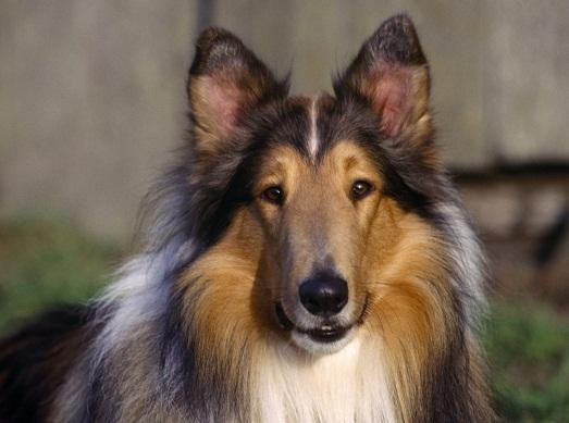 ������ �����