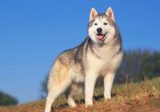 ������ � ������