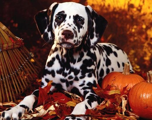 �� ��������