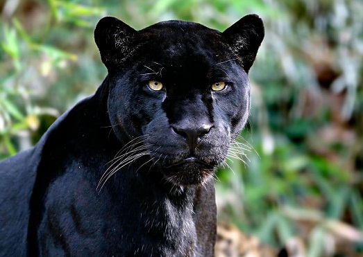 ׸���� �������