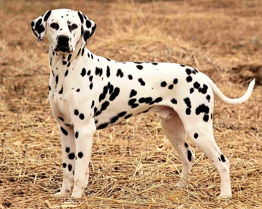 �� ����� ���
��������� ��������