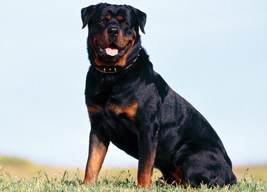 �������
���������