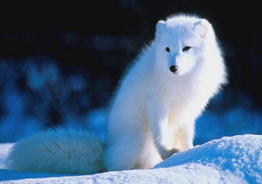 �������� ������