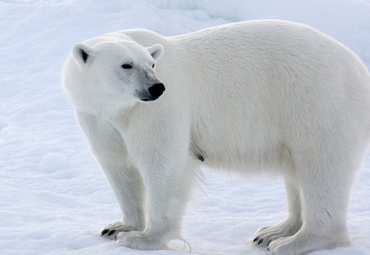 �������� �������