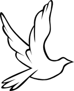 Перевод bird